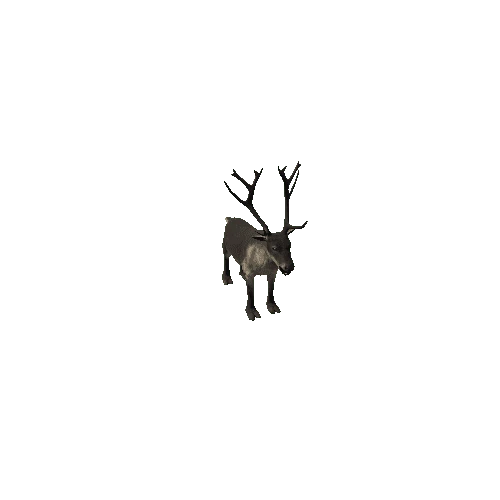 Reindeer_IP_FV_LP (Fur2)